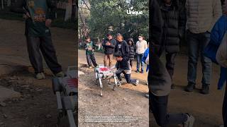 Backyard fun with a robotic pet