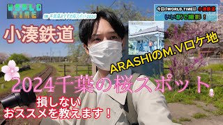 【小湊鉄道】2024桜スポット！千葉県の魅力を伝えるローカルバラエティー番組「WORLD TIME」