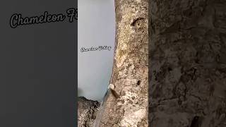 Chameleon Fishing Tricks on Tree Trunks #ChizAy #fishing #tricks #chameleon  @yokotenkai3439