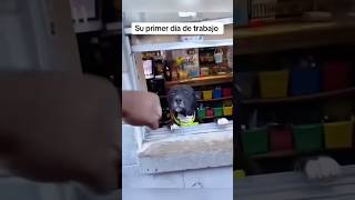 #foryou #cat #funny #catcat #shortvideo #shortvideo #youtube #catcomedy #youtube
