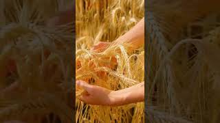 The Myth of Dewi Sri: The Javanese Goddess of Rice and Fertility #shorts