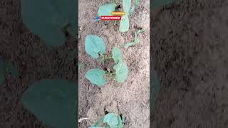 ஆடிப்பட்டம் கொல்லை நிலத்துல சோளம் விதைத்து எட்டு நாட்களாக மழையே இல்லை !! ஆனா?