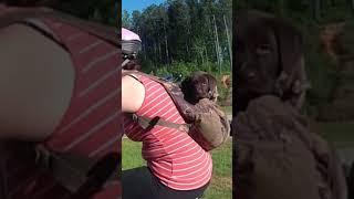 When my chocolate Lab was a pup (they grow up too fast!) #chocolatelab #puppy #shortsviral
