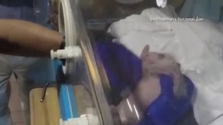 Panda cub growing up