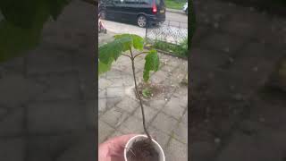 This tree is going strong #beoutside #doityourself #growtree