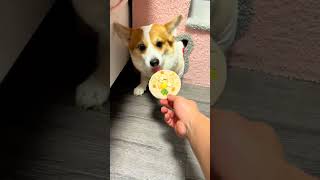 Today is super silky, okay, Corgi's cute dog pet debuts, plans to make dogs cute videos, must ha