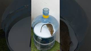Rat trap creative/The idea of ​​capturing mice in a trap style effectively#mousetrap