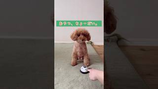 おやつ、ちょーだい。 #はなぷー #トイプードル #犬のいる暮らし