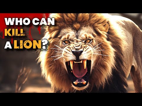 Top 5 Animals That Can Kill a Lion (You Won’t Believe #1!)