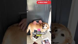 Dogs Love When Mailmen Scratch Them Through the Slot!