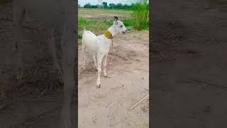 Top Class Irani BarBari male breeder age 2 dant #goat #amazing #topclass #animals #milk