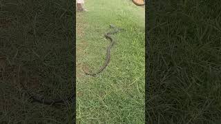 #naag #snakeworld #snake #cobra