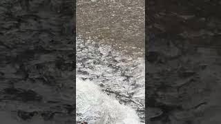 《台灣人日本富士山自由行》山映湖光，碎玉翻飛驚宿鳥；冰敲岸石，寒波拍岸起清濤。山中湖白鳥濱碎冰拍岸 🇯🇵