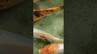 cute cute fish #shorts #aquariumfish #giantfish #tropicalfish #hugefish #twofish #prettyfish #short