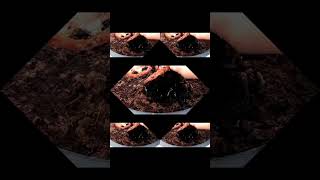 Transplanting a Found Tomatoes