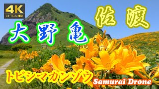 佐渡の大野亀　世界一のトビシマカンゾウ大群落　佐渡ヶ島２　【ドローン空撮 ４Ｋ絶景映像】　２０２３年０６月