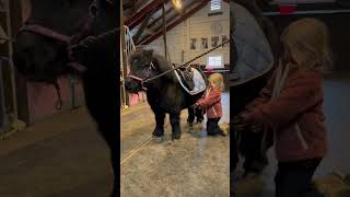 Tack up with Ella and Black❤️ #pony #kids #shetlandpony #equestrian #shortsvideo