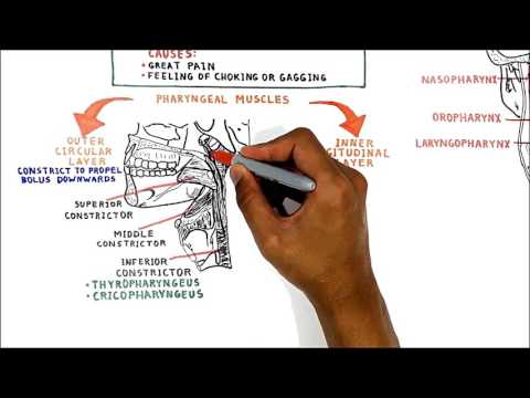 Pharyngeal Muscles