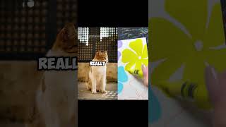 #catfails #cat #funnycats #petfails#cute #catfailcompilation  #petfail  #funnypetsmoments #funny
