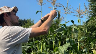 How to Pollinate Corn