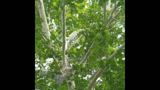 This sycamore looks like a blast to climb #recclimb #treeclimber #arblife
