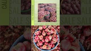 DIY Guide: India's Trusted Onion Exporter | Competitive Rates & Buying Hacks