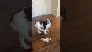 Why Can’t I Have The Doggone Bagel! RxCKSTxR Comedy Voiceover #dogfans #speakdog