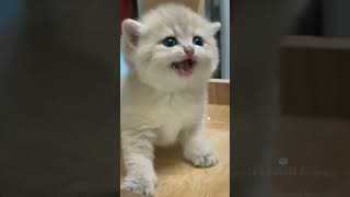 Dancing Kitten Goes Meow to the Beat! 😹🎶 #TooFunny