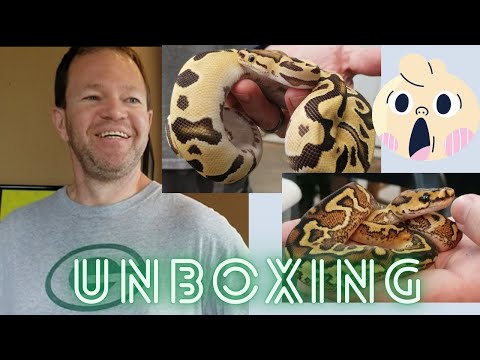 Unboxing + Royal Constrictor Designs visit