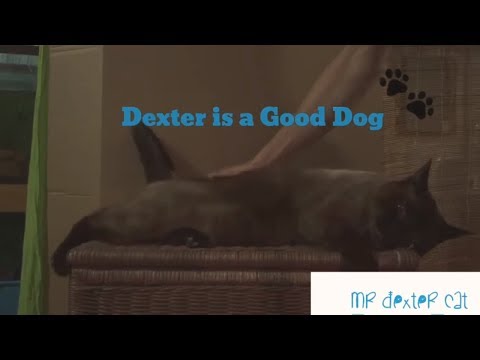 MY DOG (cat) LOVES BUM PATS