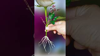 Tips for Propagating Roses with Coffee