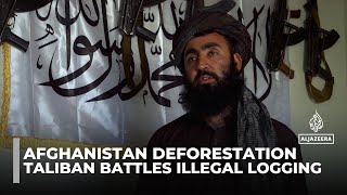 Taliban's 'green force' battles illegal logging in Afghanistan's vanishing forests