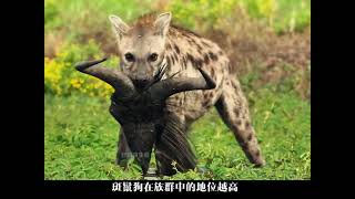 如果你是一只斑鬣狗 #动物世界解说 #动物纪录片 #野生动物零距离 #动物世界
