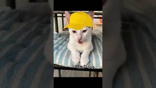 Meet the Snack Thief of the Century #pets #pethumor #funny #pawfect I