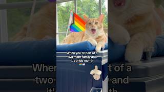 Y'all heard Demi!! ALLY!! 🐈🌈🤣 #allies #ally #cats #lgbtfamily #lgbtqpride #pride #pridemonth #cat