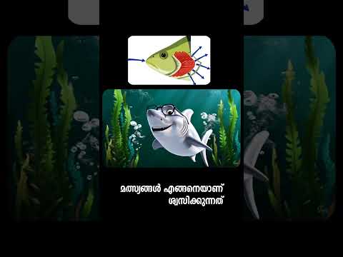 Respiration | Lss | GK Malayalam | മത്സ്യങ്ങളുടെ ശ്വസനം #easylearning #lss #learnwithus #padippi