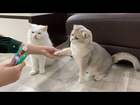 お利口でかわいい猫たちがお手を覚える時 🐾👏