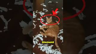"Cats vs Gravity 😂 | Ultimate Cat Fails Compilation!"