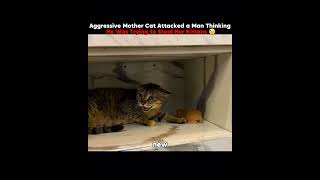 Aggressive Mother Cat Attacked a Man ThinkingHe Was Trying to Steal Her Kittens😓#cat #animals#shorts