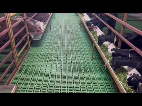 Goat Farming Shed in Satalgaon, Indi, Bijapur Karnataka. Quality Roofings KUMTA 8105805377