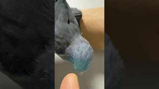 太平洋鸚鵡 上下倒立搖奶昔 #bird #cute #pet #parrot