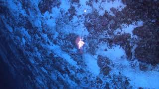 Button Snapper Deep drop