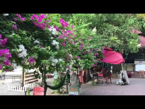 Walking in the beautiful morning 2 July 2020