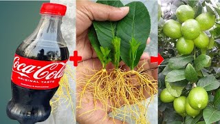 TECHNIQUE FOR BREAKING LEMON LEAVES into x2 plants from coca~cola for beginner