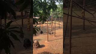 Tacugama Chimpanzee Sanctuary