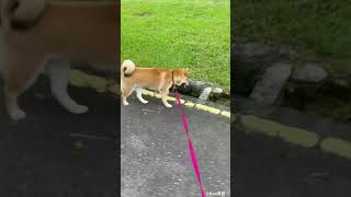 柴犬社會化訓練—草地🍃🌿