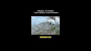 #善待动物关爱生命 #拒绝遗弃 #是宠物更是家人 #救助流浪狗 #希望每个生命都能被温柔以待