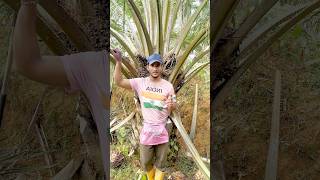 Neeyat saaf rakho #malaysia #india #shorts #ytshortsvideo #viralshorts #foryou #harvesting