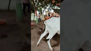 Sugarcane Juice Making with Traditional Machine #SugarcaneJuice #GanneKaRas #avinashsir