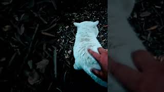 地域猫♯マー君♯stray cat